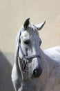 Grey horse close up portrait against gray background Royalty Free Stock Photo