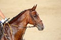 Face of a purebred racehorse with beautiful trappings under saddle during training Royalty Free Stock Photo