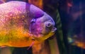 The face of a red bellied piranha, beautiful fish with golden glittery scales, tropical fish from the amazon basin of south Royalty Free Stock Photo