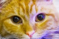 The face of a red cat. Big sad eyes in the cat. Royalty Free Stock Photo