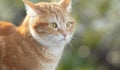 Face of red confused cat with flattened ears hunting outdoors, funny pet Royalty Free Stock Photo