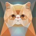 Face of a red Persian cat Royalty Free Stock Photo