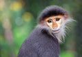 The Red-shanked Douc Langur.