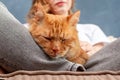 Face of red tabby domestic cat with closed eyes sleeping Royalty Free Stock Photo