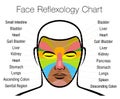 Face Reflexology Chart Mapping Massage Areas Internal Organs Body Parts