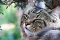 The face of a relaxed tired Norwegian Forest Cat in the garden Royalty Free Stock Photo