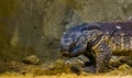 The face of a rock monitor in closeup, big tropical lizard from Africa Royalty Free Stock Photo