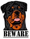 Face of rottweiler Royalty Free Stock Photo