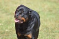 Face of a Rottweiler Dog Royalty Free Stock Photo