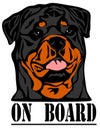Face of rottweiler Royalty Free Stock Photo