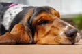 Face of a sad basset hound laying flat on a brown wooden deck Royalty Free Stock Photo