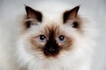 Face of a sad Holy Birman cat