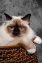 Face of a sad Holy Birman cat