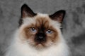 Face of a sad Holy Birman cat