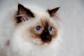 Face of a sad Holy Birman cat