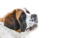 Face of Saint Bernard dog breed Royalty Free Stock Photo