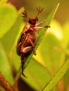 Face of Scarabaeid Beetle (Exomala Orientalis)