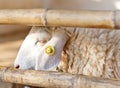 Face of a sheep in a cage