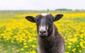 Face of a sheep looking directly at camera on green field with dandelions Royalty Free Stock Photo