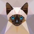 Face of a siamese kitten Royalty Free Stock Photo