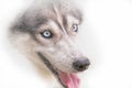 Face of Siberian Husky dog breed on white background Royalty Free Stock Photo