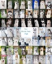 Face siberian husky dogs collage