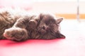 Face of Sleeping Cute Grey Cat