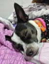 Face of sleepy chihuahua dog on purple blanket feels cute.