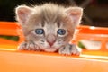 Face of small cat Royalty Free Stock Photo