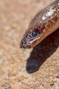 Face and small eyes of Sunbeam snake Xenopeltis unicolor snake non-venomous has a distinctive feature is body scales smooth.