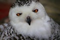 The face of a snowy owl. Portrait.