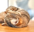 Face of tabby cat sleeping peacefully while lying on a table at home. Closeup of an adorable shorthair kitten taking a