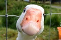 Hey, what`s up duck, here`s looking at you duck