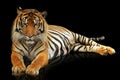 Face of tiger sumatera closeup