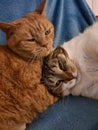 Two cats hugging