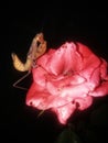 Face to face with curious praying mantis on rose flower at night