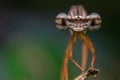 Face to face with Damselfly