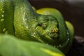 A coiled green snake watching you