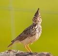 Face to face with the Crested Lark