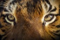 Face To Face With Powerful Malayan Tiger Royalty Free Stock Photo