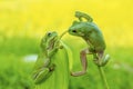 Face to face tree frog