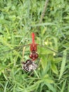 Face to face with red dragonfly, male ruddy darter, Sympetrum sanguineum Royalty Free Stock Photo