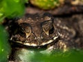 The face of a Toad Bufo melanostictus Royalty Free Stock Photo