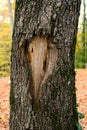Face of a tree bark Royalty Free Stock Photo