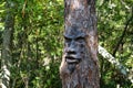 Face On Tree Royalty Free Stock Photo