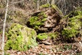 A face on a tree trunk