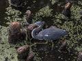 The Face of a Tricolored Heron in the Swamp