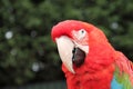 Scarlet Macaw Parrot Bird. Royalty Free Stock Photo