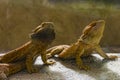 Face of two bearded dragons Royalty Free Stock Photo