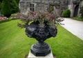 Face on an Urn ready to bloom Royalty Free Stock Photo